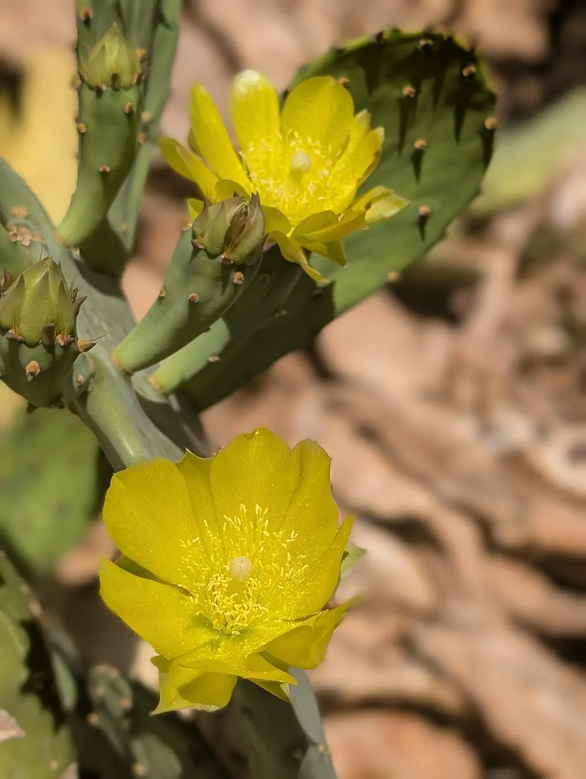 Gelbe Kaktusblüten in voller Blüte vor felsigem Boden im Süd-Sinai