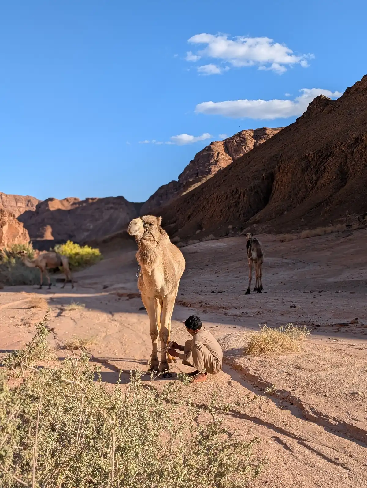 Beduine kümmert sich um sein Kamel in der Felslandschaft des Süd-Sinai