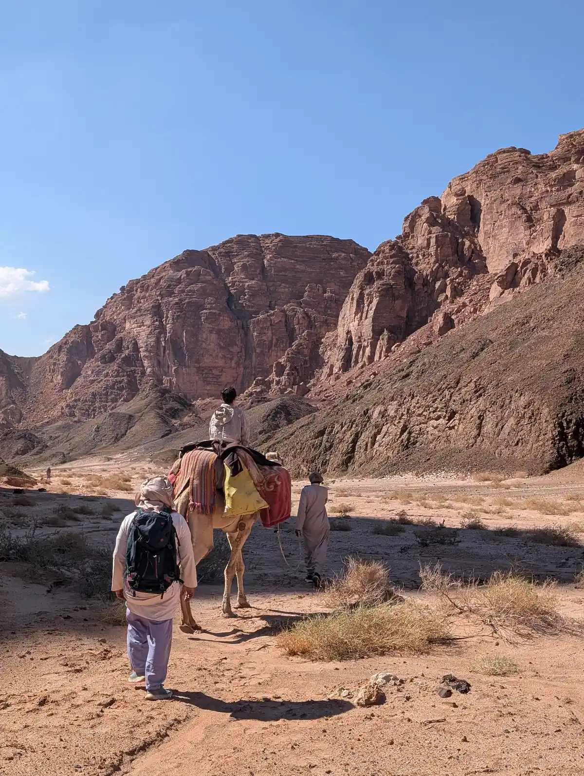Wandergruppe zieht mit einem bepackten Kamel durch ein Wadi vor mächtigen Felswänden im Süd-Sinai