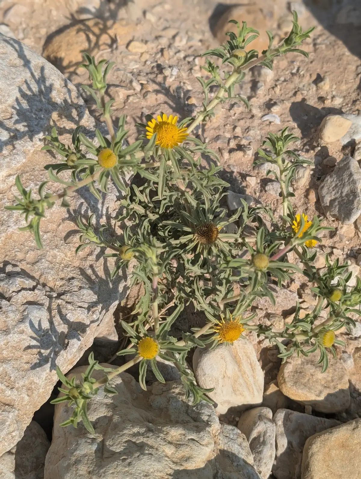 Gelb blühende Wüstenblume wächst zwischen Steinen in der kargen Landschaft des Süd-Sinai